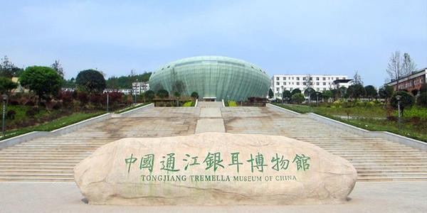 通江縣銀耳博物館